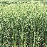 【種 12kg】 ライムギ 春一番 極早生 酪農 畜産 緑肥 [播種期：9～12月] 雪印種苗 米S代不