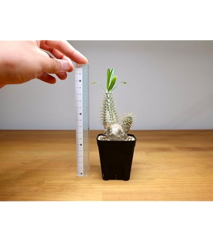 Amazon.co.jp: 実生4年 オペルクリカリア パキプス 抜き苗