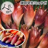 国華園　山菜苗　陣田早生ミョウガ　5株【※発送が国華園からの場合のみ正規品です】