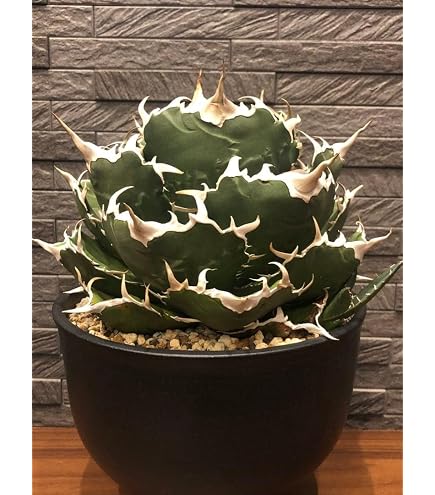 Amazon｜アガベ チタノタ 白鯨 (ハクゲイ)/ Agave titanota 'White
