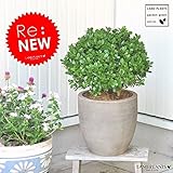 LAND PLANTS セイヨウツゲ のトピアリー テラコッタ鉢 Garden green series
