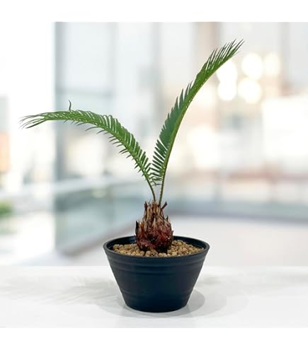 蘇鉄　大小3本 蘇鉄 大小3本 楽天市場】ソテツ 3号の通販