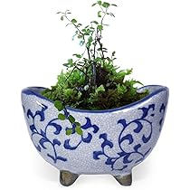 浮彫騰竜盆 盆栽鉢 青磁鉢 山野草鉢 多肉植物 植木鉢 陶器鉢置物 竜龍紋 盆栽鉢 青磁鉢 山野草鉢 多肉植木鉢 小品大品盆栽鉢 陶器