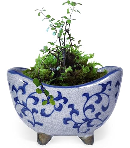Amazon.co.jp: 植木鉢 陶器 三日月 脚付き おしゃれ 和風(鳥獣戯画)山