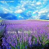 Big sale 500pcs Lavender seeds herb seed garden balcony pot Four Seasons flower seeds