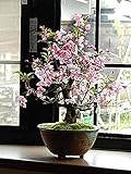 ハナカイドウ桜盆栽　下向きに咲く　ピンクのかわいいサクラが楽しめます。