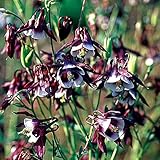 西洋オダマキ（一重）：ウィリアムギネス3号ポット 3株セット[シックなブロンズレッドの花] ノーブランド品