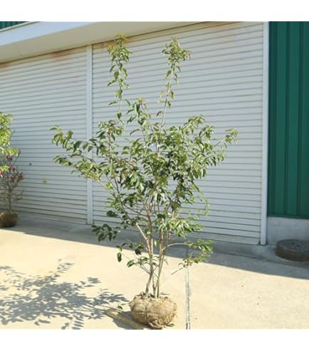 Amazon.co.jp: 現品庭木 植木：ソヨゴ*/そよご（株立ち）（雌株）樹高