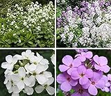 花の種夏ライラックミックス（ハナダイコン）多年生