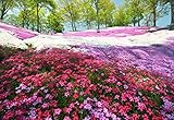 レア24の異なる色米国の芝桜の花鉢植えの盆栽の種家庭菜園100PCS