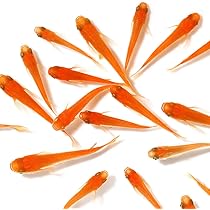 Amazon | 【めだか物語】青みゆき（幹之）めだか 未選別 稚魚 SS～S