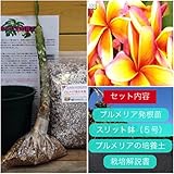【希少なハイブリッド種】プルメリアのベアルート発根苗 ‘Maui Rainbow' 栽培セット【スリット鉢・プルメリア専用培養土・栽培説明書つき】