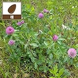 アカクローバー500g（アカツメクサ・赤クローバー）[タネ] ノーブランド品