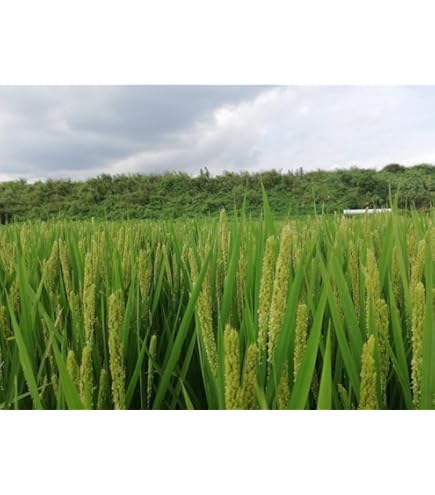 おかぼ Amazon.co.jp: 種 野菜たね 陸稲種子 陸稲農林24号（うるち） 1袋（0.1