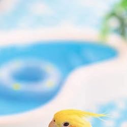 鳥の人気壁紙画像 オカメインコ