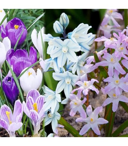 リコリス　オーレア　特大級2球 直径約6.5〜7.5 リコリス オーレア 特大級2球 直径約6.5〜7.5 カラー 花球根