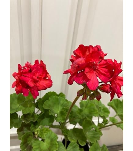 Amazon.co.jp: 八重咲きゼラニウムの苗（カット苗3本） : DIY・工具