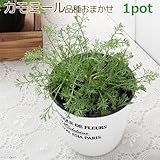 (観葉)ハーブ苗 カモミール(品種おまかせ) 3号(1ポット) 家庭菜園 本州・四国限定[生体]