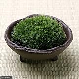 (観葉/苔)私の小さな苔盆栽 ～わびさび益子焼 赤楽～ 本州・四国限定[生体]