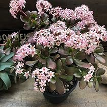 Amazon｜ノーブランド品 金のなる木 5号 花月 多肉植物 観葉植物 成金