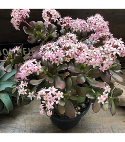 Amazon | 金のなるHappyの木【金のなる木 7号鉢 1個】jade plant 花月