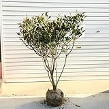 ピンク色の華やかなツボ型のお花が特長！特選庭木・植木：ホンコンドウダンツツジ　ピンクシャンデリア*立派な株でかわいいお花を支えます！ヤマト便大型商品発送！