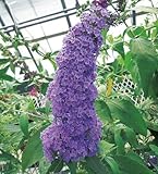 ☆ＰＷの宿根草 ブッドレア バズ・スカイブルー １株