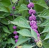 ホームガーデン植物10種のアメリカBeautyberry Callicarpaアメリカーナフルーツ種子
