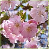 桜（サクラ）苗木　アーコレード