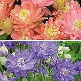 国華園　花苗　西洋おだまきセット　2種10株【※発送が国華園からの場合のみ正規品です】