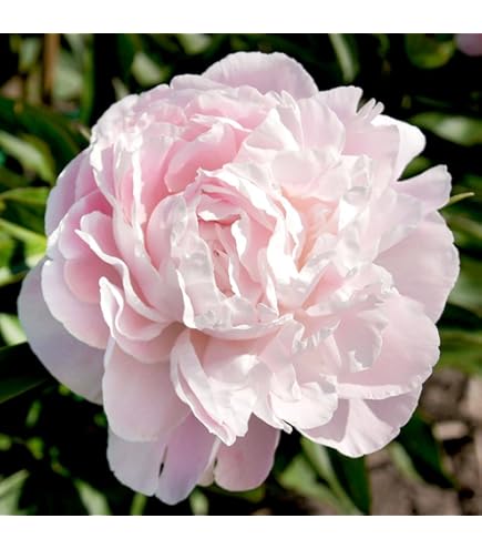 Amazon.co.jp: 芍薬 球根 桃花種 1株 しゃくやく シャクヤク