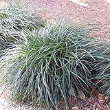 リュウノヒゲ（竜の髭・ジャノヒゲ）3号ポット24株セット[グランドカバーに　丈夫な常緑多年草]