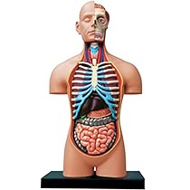 人体模型 4D MASTER HUMAN BODY 4D Master Human Anatomy Puzzle Model - Detailed Educational