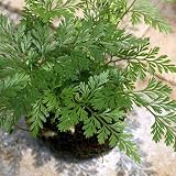 (観葉)苔玉 トキワシノブ Sサイズ(1個) 本州・四国限定[生体]