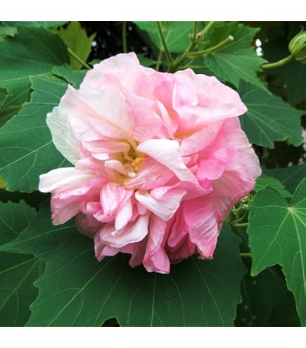 Amazon.co.jp: 酔芙蓉（スイフヨウ）9cmポット苗 : DIY・工具・ガーデン