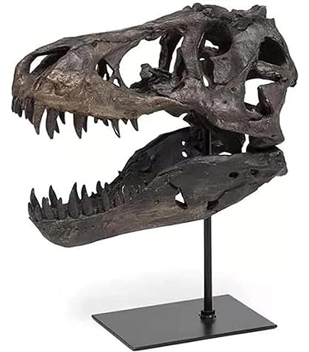 恐竜　化石　トリケラトプス 赤ちゃん　頭部 頭骨 レプリカ　一品のみ 51tgN726moL._AC_UF350,