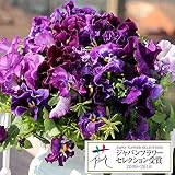 パンジー：ムーランフリルビオレッタミックス3.5号ポット3株セット