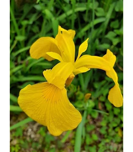 Amazon.co.jp: 栽培用苗香菖蒲 葉菖蒲 抜き苗（土 ポットなし）10芽