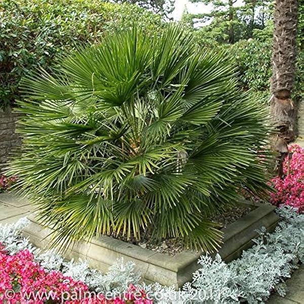 【種子】Chamaerops Humilis ヤシ(椰子)チャメロップス ... - Amazon