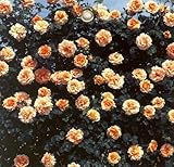 【バラ苗】 ポルカ （CL) 国産苗 大苗 6号ポット アプリコットイエロー