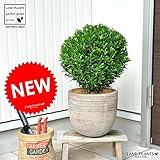 LAND PLANTS ボックスウッド(ウインタージェム) のトピアリー テラコッタ鉢