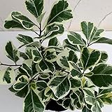 フィカス：トライアンギュラリス　斑入り3.5号ポット[斑入りのハート形葉が美しい観葉植物] ノーブランド品