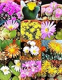 173.メセン系の人気種コノフィツム！（Conophytum mix 10粒) [並行輸入品]