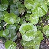 ツワブキ3.5号ポット6株セット ノーブランド品