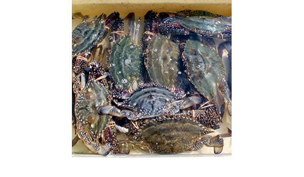 Amazon 富山湾産 獲れたて 生ワタリガニ ５匹セット なまこ粒 カニ 通販