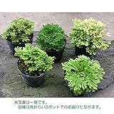 ミニイワヒバ2～2.5号ポット 3株セット[縁起物] ノーブランド品
