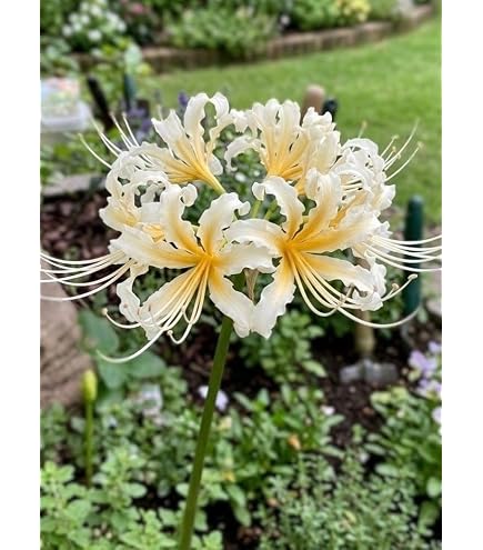 Amazon｜ココスヤシ 鉢底から約80㎝｜観葉植物 オンライン通販