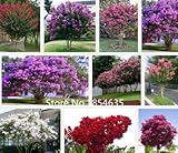 ガーデンプラントの100pcs / lotのホームガーデンクレープマートルちりめんの種子低木サルスベリの花の種子盆栽種子