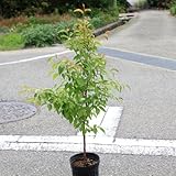 庭木：姫シャラ　Ｈ：約100-120ｃｍ　ヤマト便
