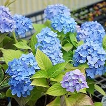 【mmAm·͜· ꕤ︎︎】紫陽花　八重•絞り　prot.B　1,244円/苗 mmAm·͜· ꕤ︎︎様専用】紫陽花 八重•絞り prot.C 1,244円/苗 紫陽花 (@